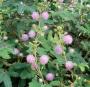 Seminte profesionale  MIMOSA pudica - Mimoza - imagine 49533